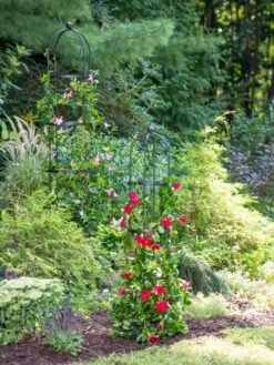 Essex Round Trellises 11 Essex Round Trellises -Gardeners Supply Company 39545 2286 tif