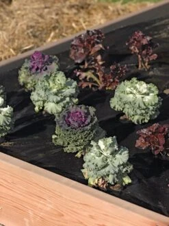 Easy-Plant Weed Block Mulch -Gardeners Supply Company 40356 219 tif