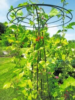 Essex Tuteur, 78" -Gardeners Supply Company 8587861 100 tif