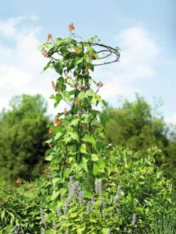 Essex Tuteur, 78" -Gardeners Supply Company 8587861 4160 tif