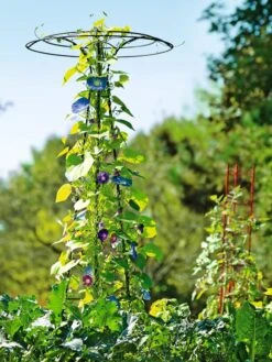 Essex Tuteur, 78" -Gardeners Supply Company 8587861 5028 tif