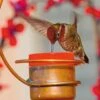 Copper Hummingbird Feeder 2 Copper Hummingbird Feeder -Gardeners Supply Company 8593301 001V tif