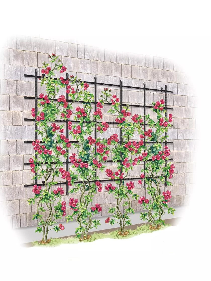 Titan Customizable Wall Trellis 3 Titan Customizable Wall Trellis