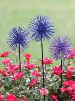 Everbloomin' Alliums, Set Of 3 -Gardeners Supply Company 8598435 1000 tif