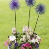 Everbloomin' Alliums, Set Of 3 -Gardeners Supply Company 8598435 9007 tif