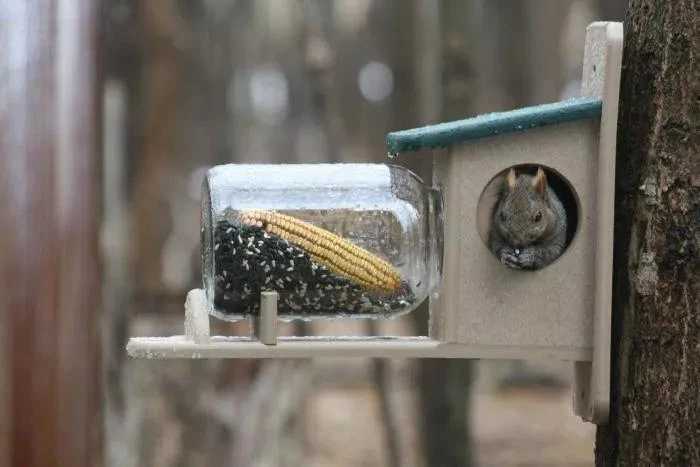 Birds Choice™ Squirrel Jar Feeder 4 Birds Choice™ Squirrel Jar Feeder - Image 2