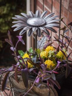 Desert Steel Daisy Solar Light 9 Desert Steel Daisy Solar Light -Gardeners Supply Company 8599556 01V tif