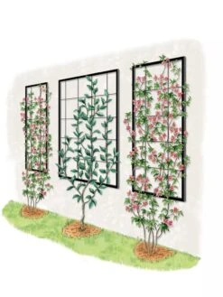 Exeter Wall Trellis -Gardeners Supply Company 8600049 50 0001 art tif