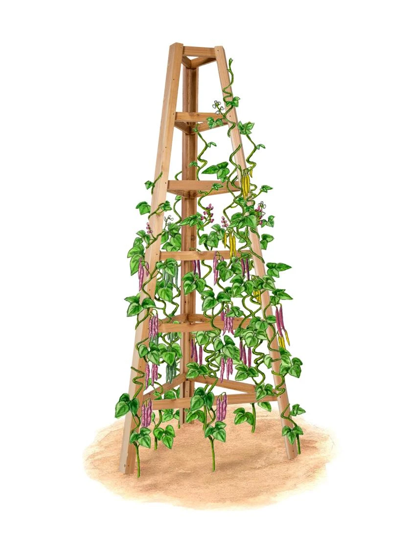 Cedar Obelisk, 8' 3 Cedar Obelisk, 8'