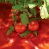 Red Tomato Mulch -Gardeners Supply Company GS30005 07